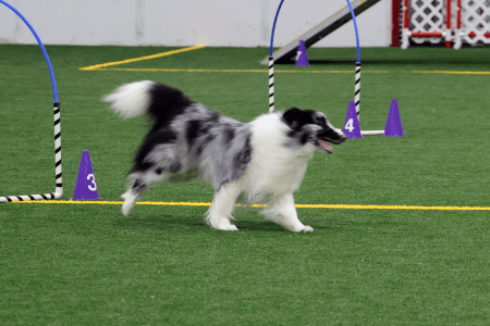 Dog Running An Agility Course