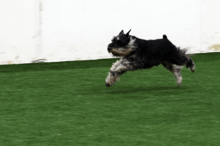 Dog Running An Agility Course